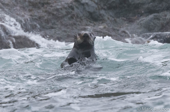 Sea Otter