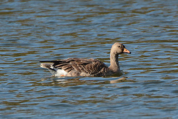 imm Greater White-fronted Goose