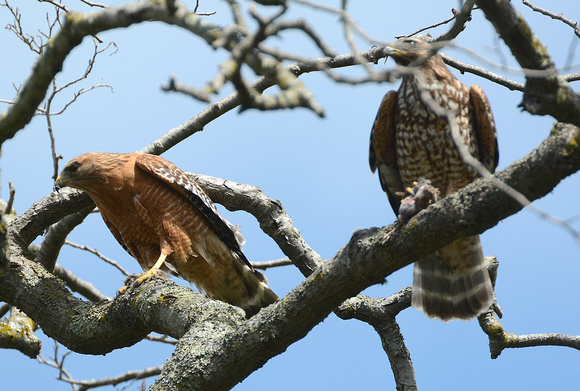Red-shouldered Hawks (adult on L, juvenile on R) w/bird prey