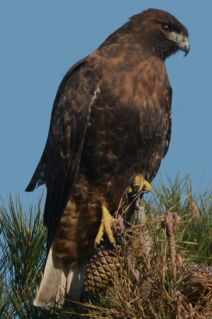 Red-Tailed Hawk- intermediate dark phase