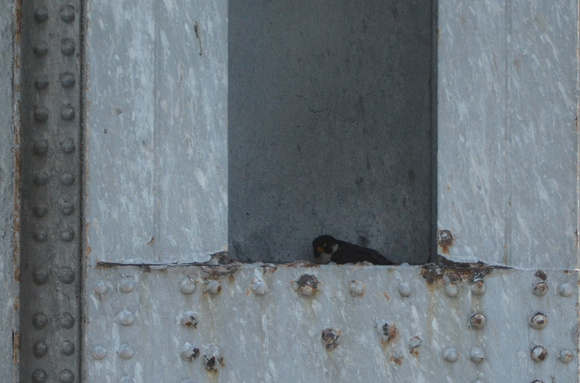 Peregrine Falcon nesting on bay bridge