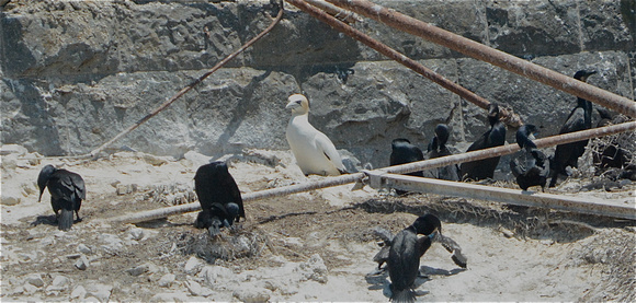 Northern Gannet in Brandt's Cormorant colony