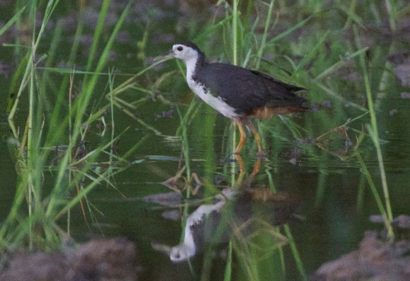 White breasted Swamp hen
